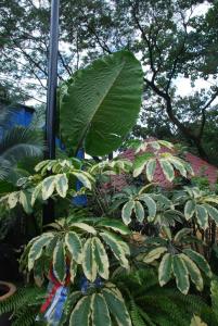 Plant show 2012 (106).JPG